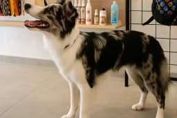 Coco's house petshop