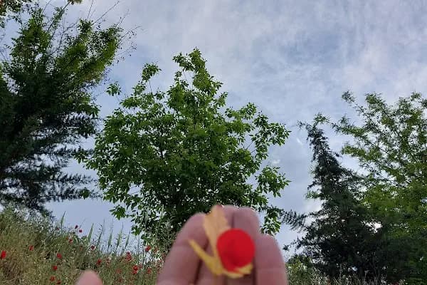 Eski Mezat Bahcesi - Ağaç Parkı - Şanlıurfa Akçakale