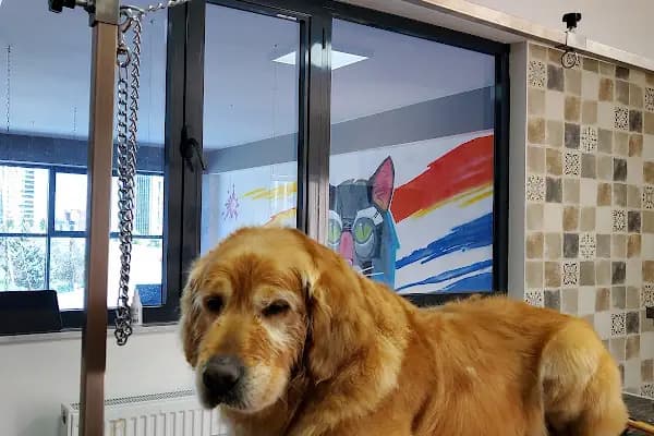 Neige Pet Shop ve Pet Kuaför - Evcil Hayvan Kuaförü - Ankara Çankaya