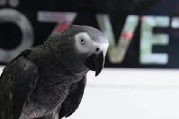 Öz-Vet Kuş Veteriner Kliniği Hizmette 33.Yıl - Veteriner - İzmir Bergama