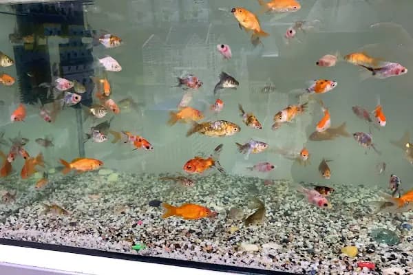 Mekân Malawi Petshop &amp; Akvaryum - Akvaryum Mağazası - Konya Selçuklu