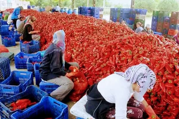 TOPTAN SALCA VE PULBİBER AŞ. - Gıda Üreticisi - Gaziantep Şehitkamil