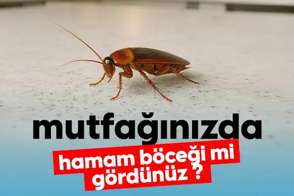 SON İLAÇLAMA - Haşere İlaçlama Hizmeti - İstanbul Avcılar