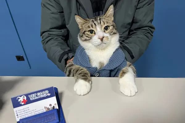 Vet Good Veteriner Kliniği - Veteriner - İzmir Bayraklı