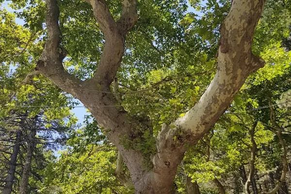 Kalkım Handere Milli Parklar - Bahçe - Çanakkale Çanakkale Merkez