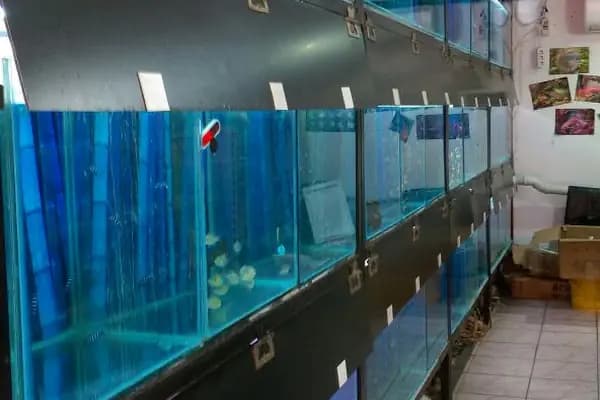 Elf Akvaryum Petshop - Akvaryum Mağazası - Antalya Alanya