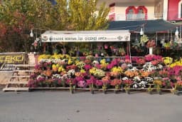 Cadde Bostanbaşı çiçekçi amca