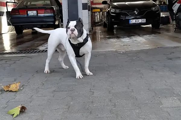 Gölcük Belediyesi Kapalı Pazar Alanı - Pazar - Kocaeli Gölcük