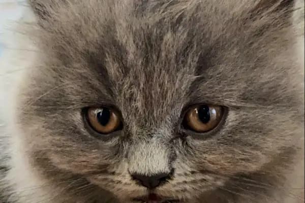 Vet Look Veteriner Kliniği - Veteriner - İzmir Bayraklı
