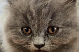 Vet Look Veteriner Kliniği