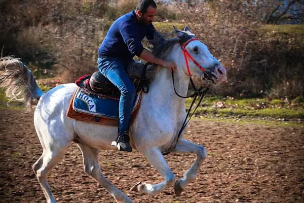 Yıldırım Atlı Cirit Spor Kulübü - At Binme Hizmeti - Bursa Nilüfer
