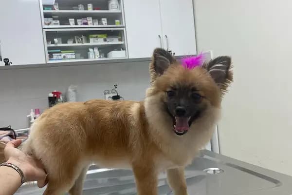 Gaziemir Pet Adası Veteriner Kliniği - Veteriner - İzmir Gaziemir