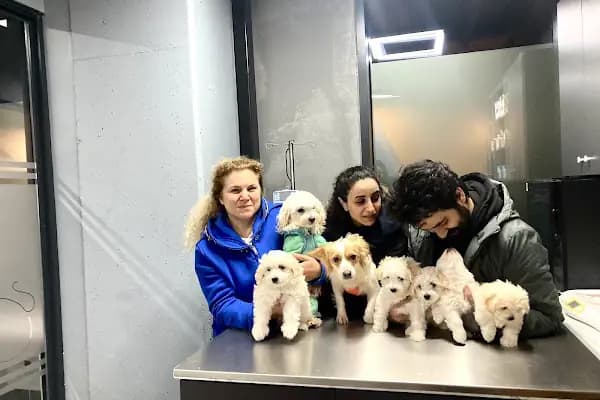 Vet Pegas Veteriner Kliniği-Kartal Veteriner,Acil Veteriner,7/24 Veteriner,Kedi Kısırlaştırma,Köpek Kısırlaştırma, - Veteriner - İstanbul Kartal