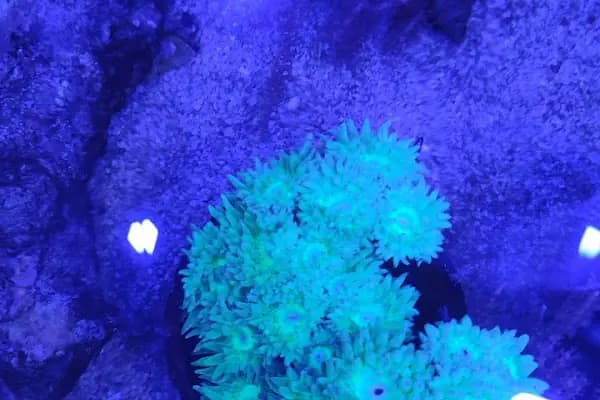 REEF DREAMS AKVARYUM - Akvaryum - İstanbul Maltepe