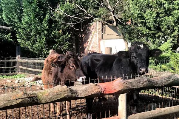 Sakarya Hayvanat bahçesi ve Pet Shop (Dupha Pets) - Evcil hayvan mağazası - Sakarya Adapazarı