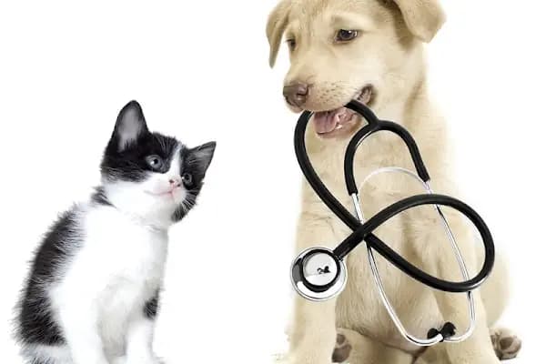 Egem Veteriner Kliniği - Veteriner - İzmir Bornova