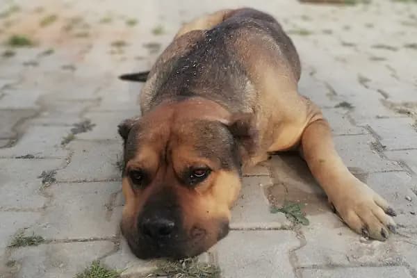 Asya veteriner kliniği - Veteriner - Denizli Pamukkale
