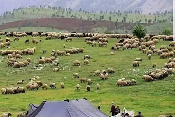 KILINÇ Kardeşler - Kurumsal Ofis - Şanlıurfa Ceylanpınar