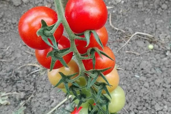 Sinerji Gübre Zirai İlaç - Alışveriş merkezi - Mersin Akdeniz