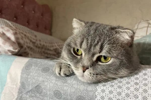 Doğa Veteriner Kliniği - Veteriner - Şanlıurfa Haliliye