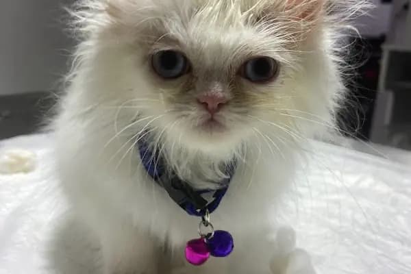 Garfield Veteriner Kliniği Şanlıurfa - Veteriner - Şanlıurfa Karaköprü