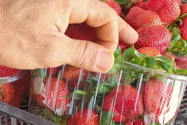 GÜMÜŞ 33 İTHALAT İHRACAT OTOMOTİV - Sebze ve Meyve Toptancısı - Mersin Tarsus