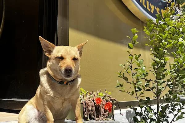 Willy’s Pet 🌼 Groomer Antalya 🌼 - Evcil Hayvan Kuaförü - Antalya Alanya