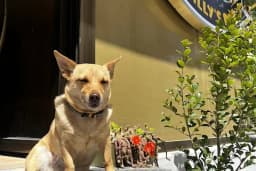 Willy’s Pet 🌼 Groomer Antalya 🌼