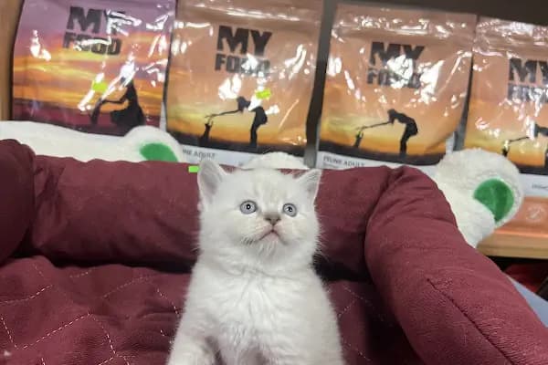 Mango Akvaryum ve Petshop - Evcil hayvan mağazası - Ankara Etimesgut