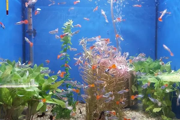 AQUALAND Akvaryum - Akvaryum Mağazası - Ankara Keçiören