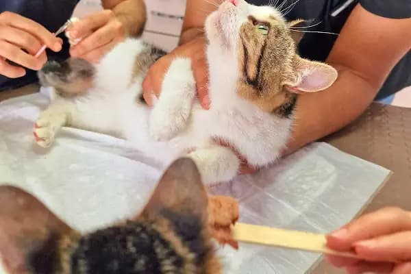 Bolluca Veteriner Kliniği - Veteriner - İstanbul Arnavutköy