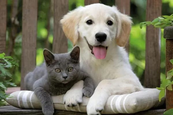 Batışehir Veteriner Kliniği - Veteriner - İstanbul Arnavutköy