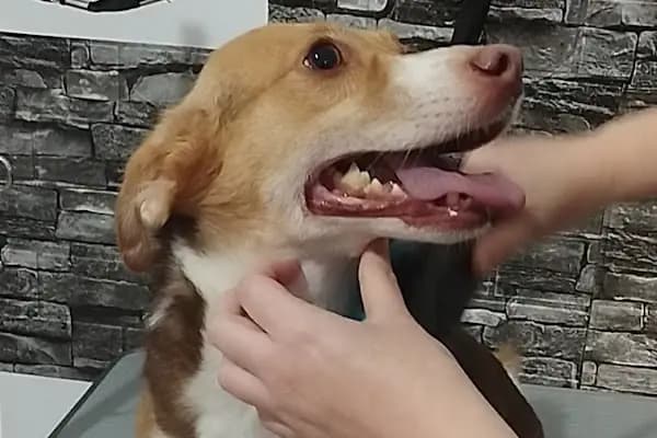 Bursa Görükle Pet Town Pet Kuaför - Evcil Hayvan Kuaförü - Bursa Osmangazi