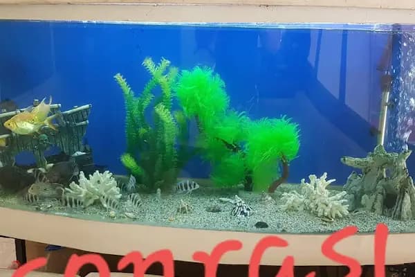 İlayda Petshop - Evcil Hayvan Malzemeleri Mağazası - İzmir Gaziemir