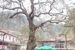 DAĞCI KAFE