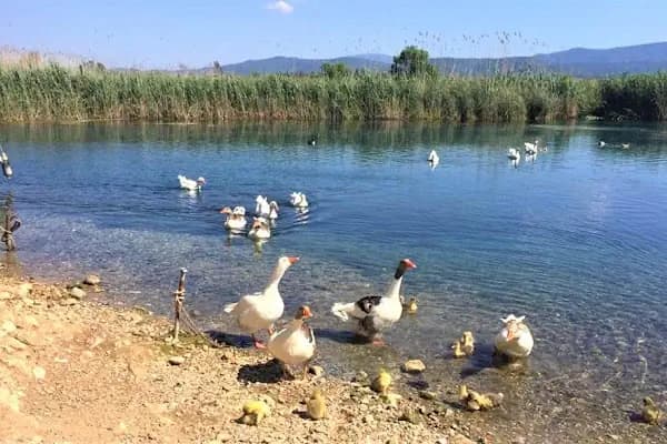 Kuş Cenneti Milli Parkı - Ulusal park - Balıkesir Karesi
