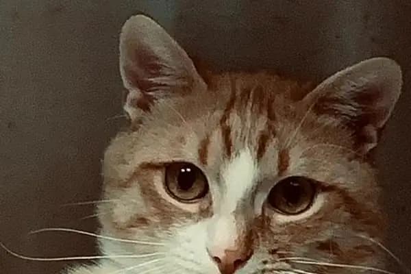 ÇANKAYA BESTEKAR VETERİNER KLİNİĞİ - Veteriner - Ankara Çankaya