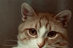 ÇANKAYA BESTEKAR VETERİNER KLİNİĞİ