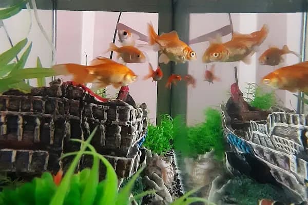 Gölcük Tropikal Akvaryum - Petshop - Evcil hayvan mağazası - Kocaeli Gölcük