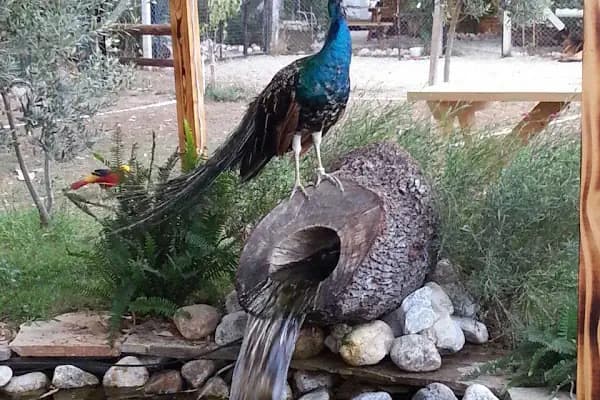 Kanatlı Bahçem - Kamping Bungalov - Muğla Bodrum