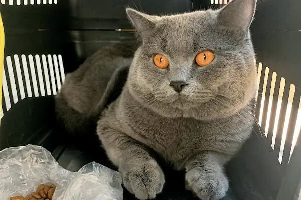 ZENPET VETERİNER KLİNİĞİ - Veteriner - Balıkesir Sındırgı