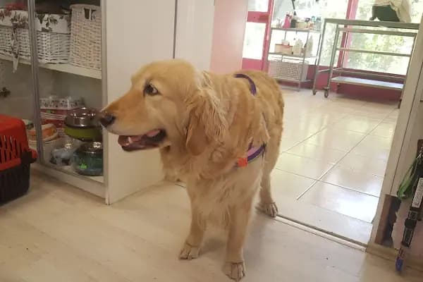 Doğan Veteriner Kliniği - Veteriner - İzmir Bayraklı