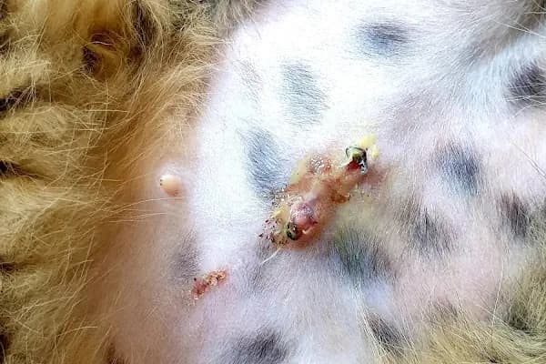 Afşin Umay veteriner kliniği - Veteriner - Kahramanmaraş Afşin