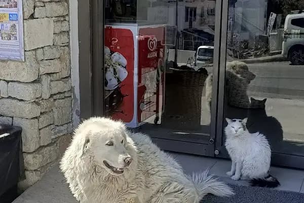 Şok Market - Süpermarket - Muğla Bodrum