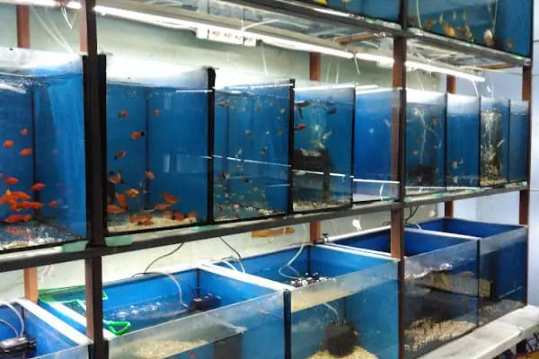 RANA PET SHOP - Akvaryum Mağazası - Ankara Sincan