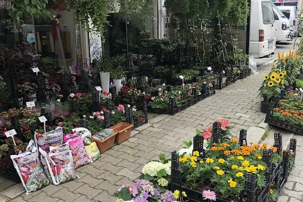 Mor Salkim Çiçek Evi - Çiçekçi - Sakarya Adapazarı