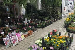Mor Salkim Çiçek Evi