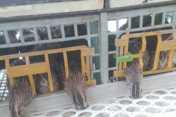 Baytar Pet Shop - Evcil hayvan mağazası - İzmir Karabağlar