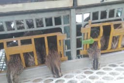 Baytar Pet Shop