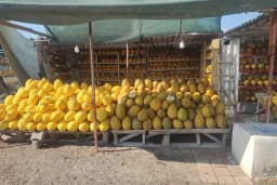 Salimin yeri kavun işletmesi